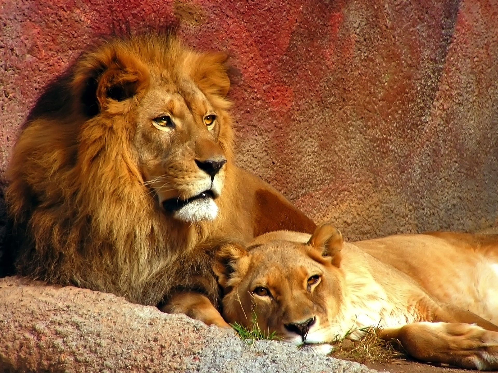 http://cinematicpassions.files.wordpress.com/2010/06/two-lions-lying-wallpapers_9732_1920x1440.jpg